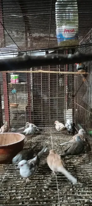 Dove Red Silver Paid