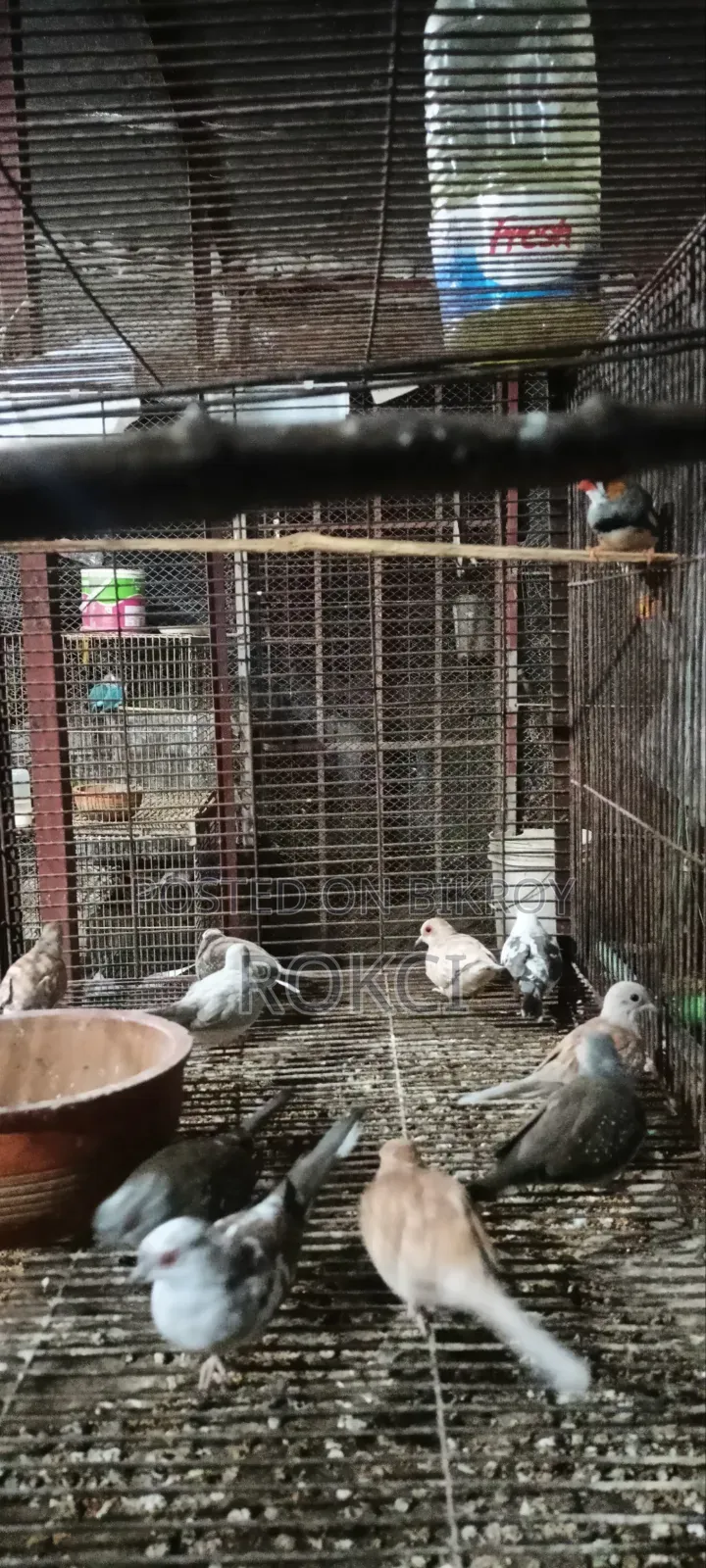 Dove Red Silver Paid