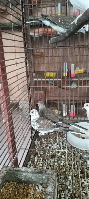Dove Red Silver Paid
