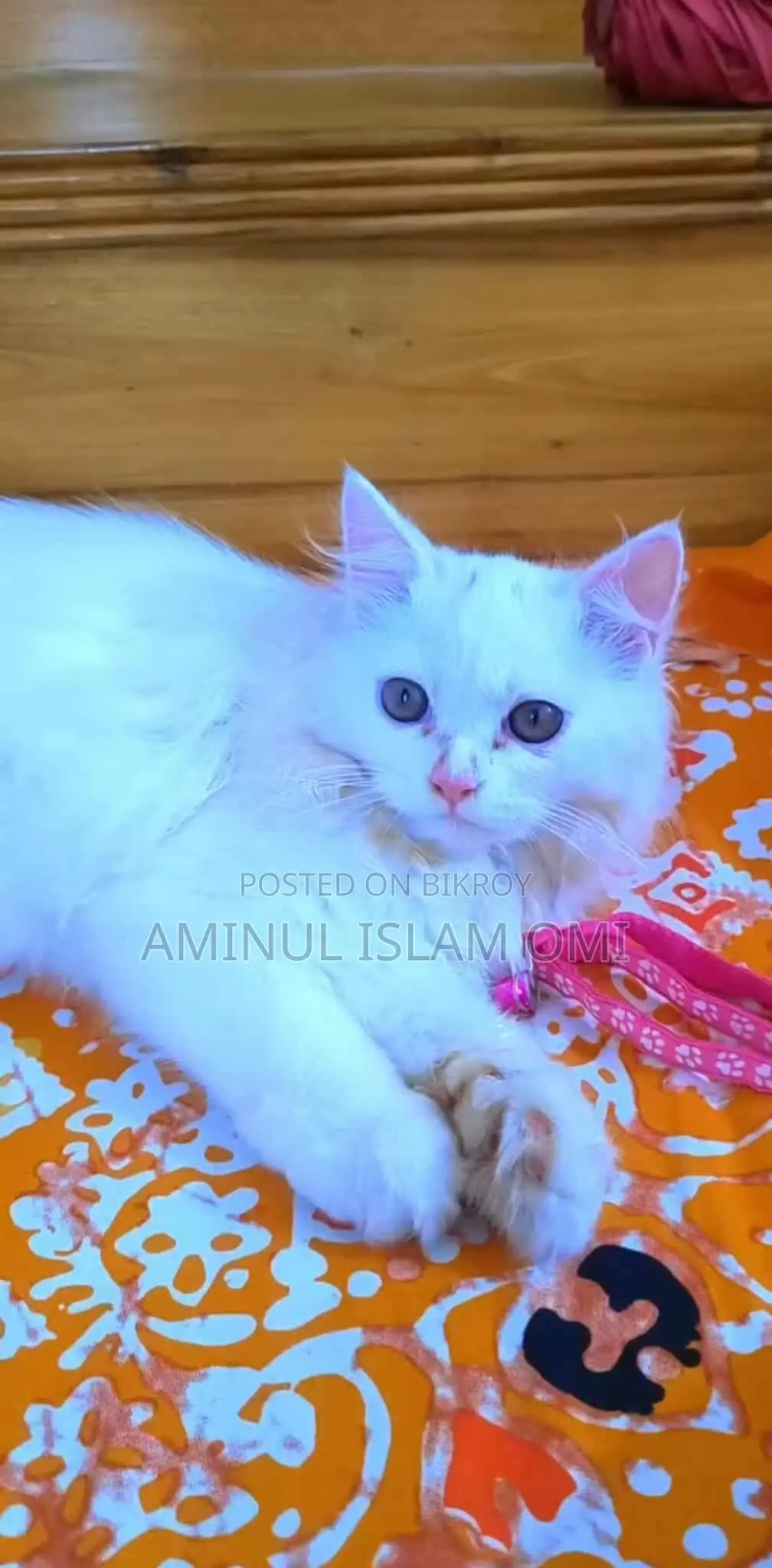 1+ Year Female Purebred Persian Cat