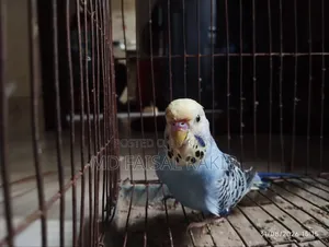 English Budgies