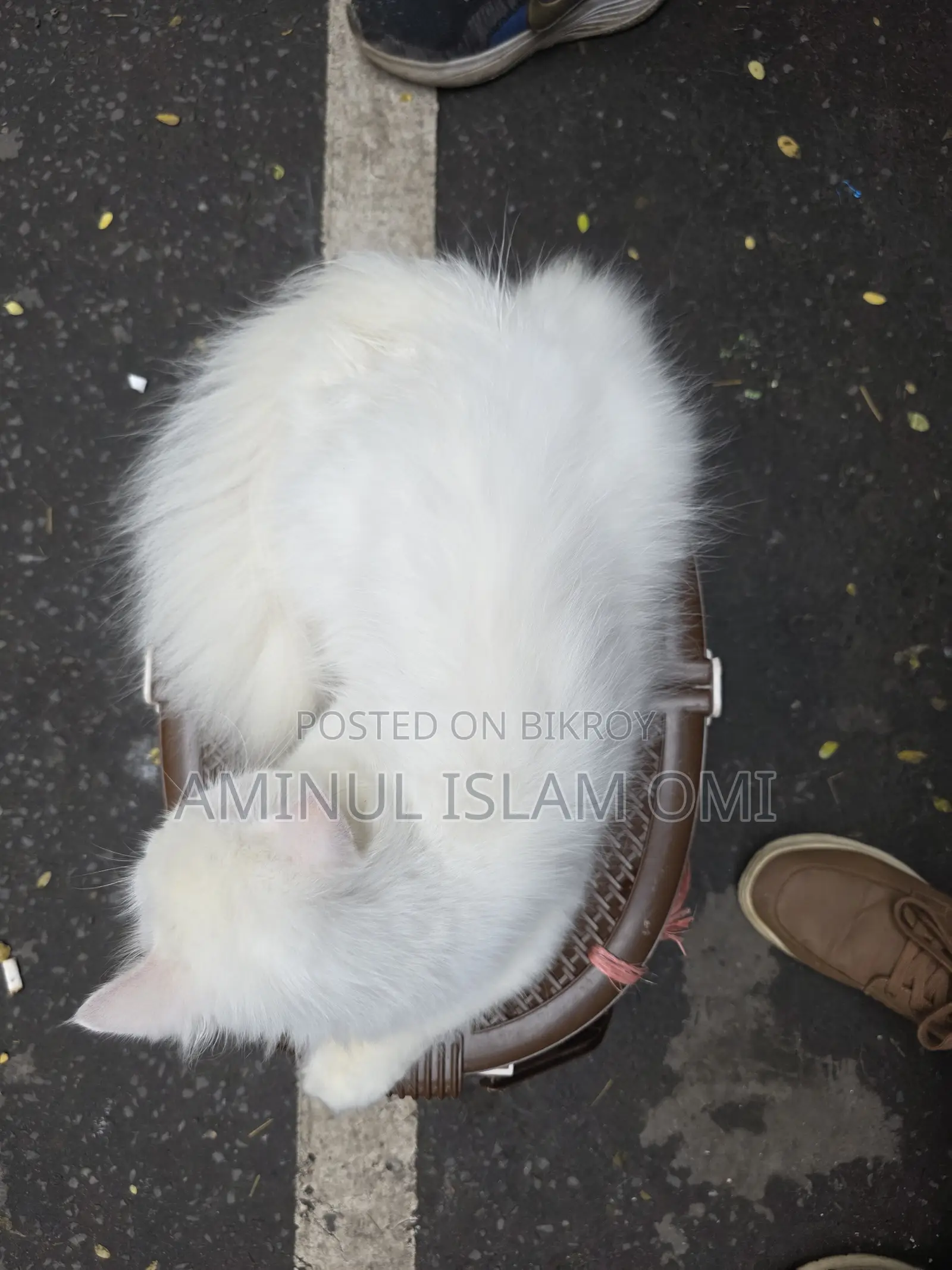 1+ Year Female Purebred Persian Cat