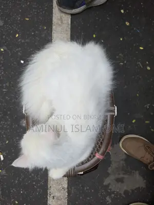 1+ Year Female Purebred Persian Cat