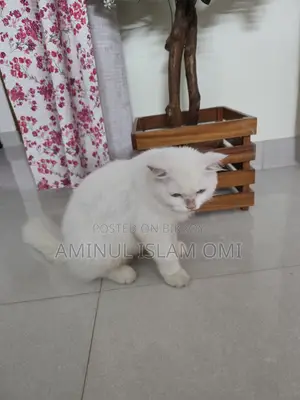 1+ Year Female Purebred Persian Cat