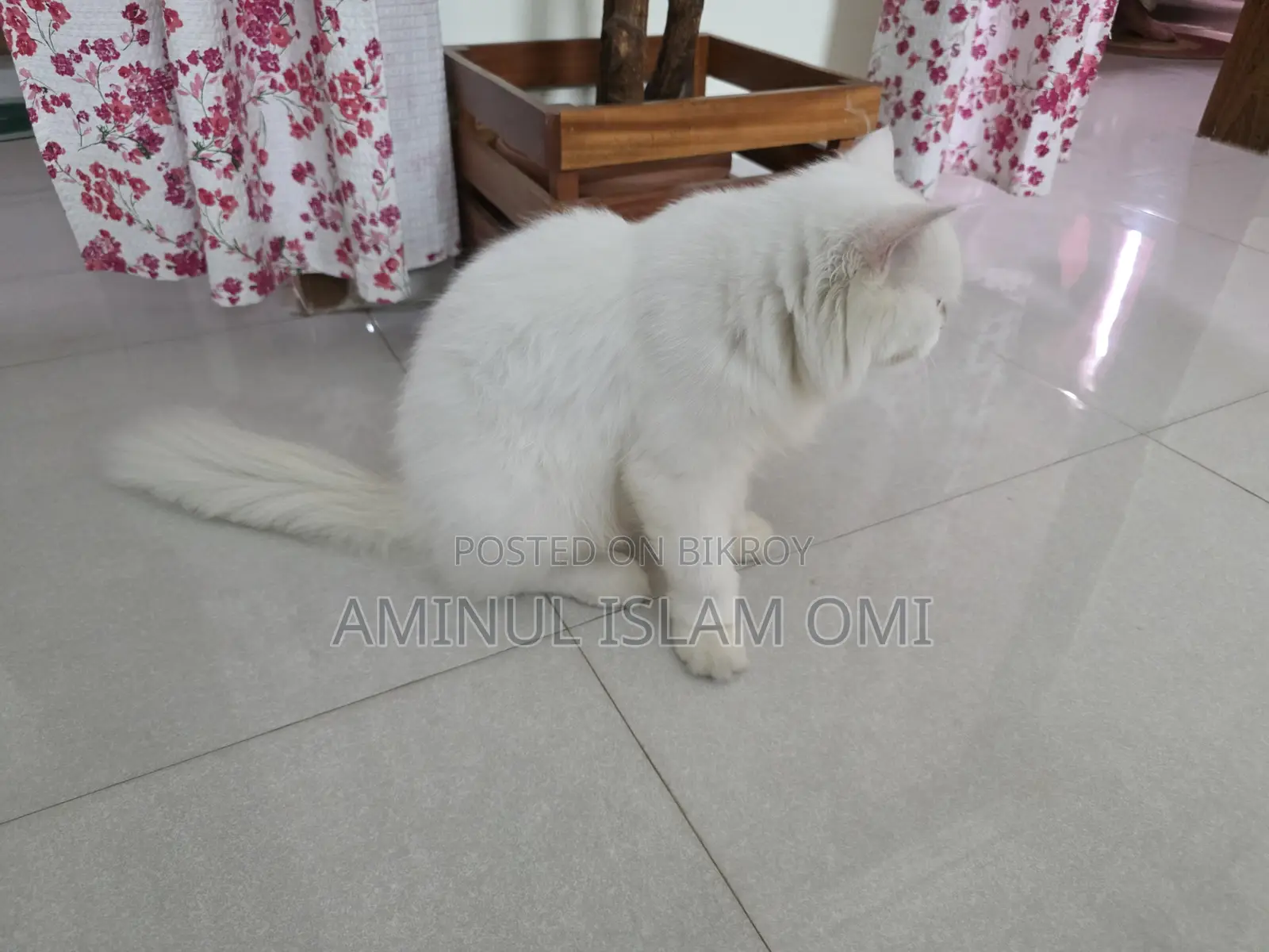 1+ Year Female Purebred Persian Cat