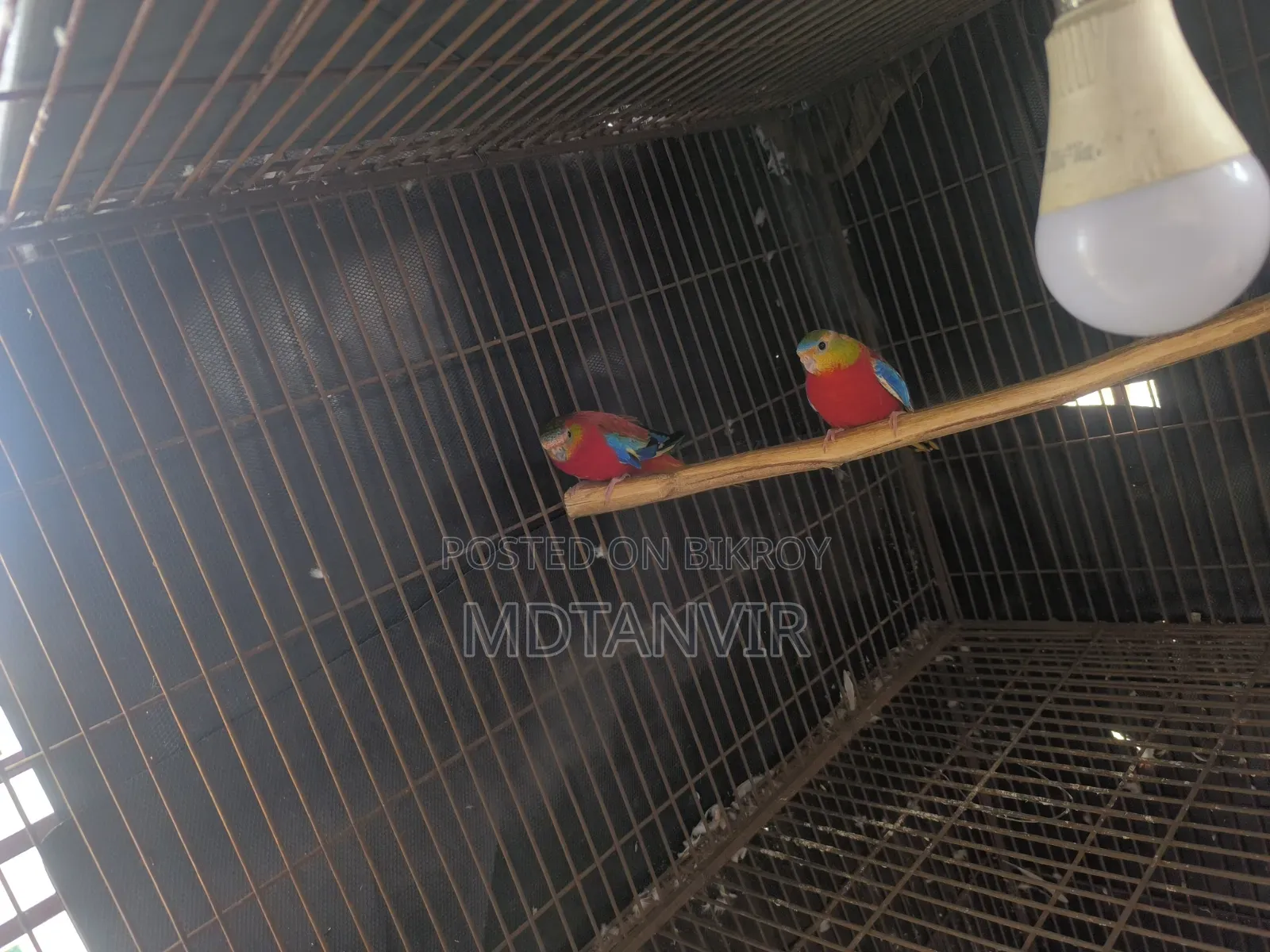 Tarkugin Bird