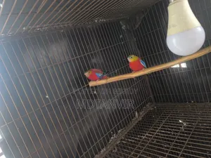 Tarkugin Bird