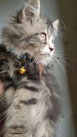 1-3 months Male Purebred Oriental