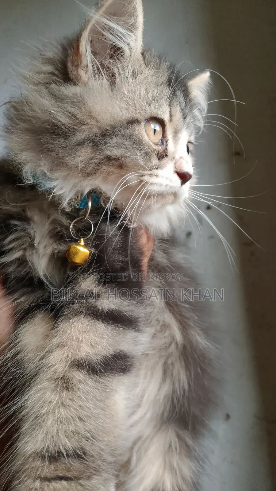 1-3 months Male Purebred Oriental