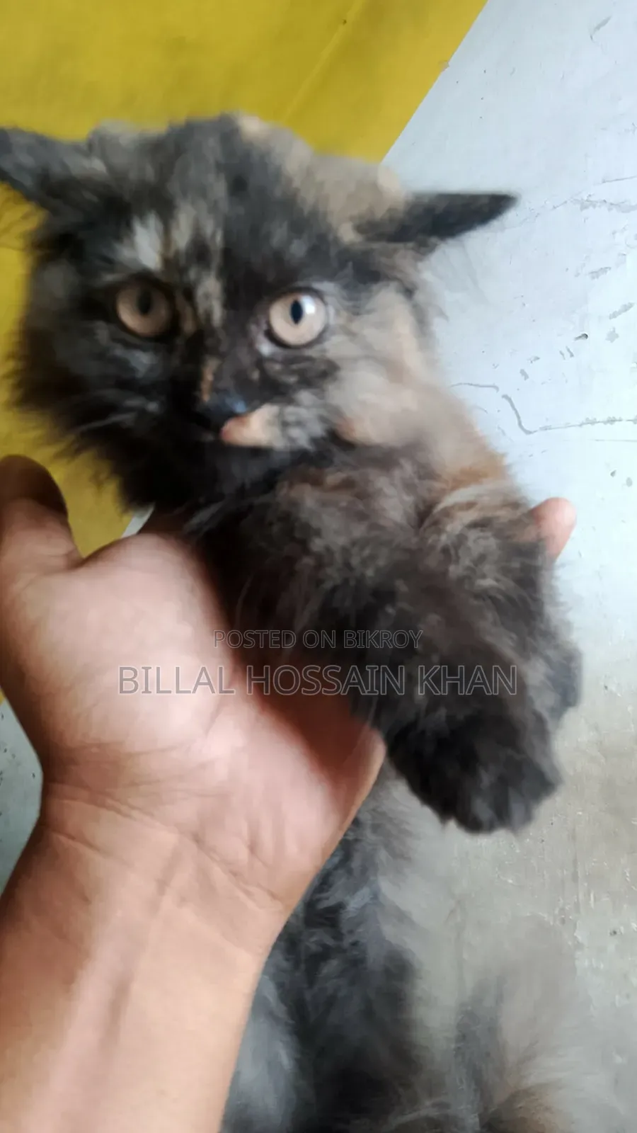 1-3 months Male Purebred Oriental