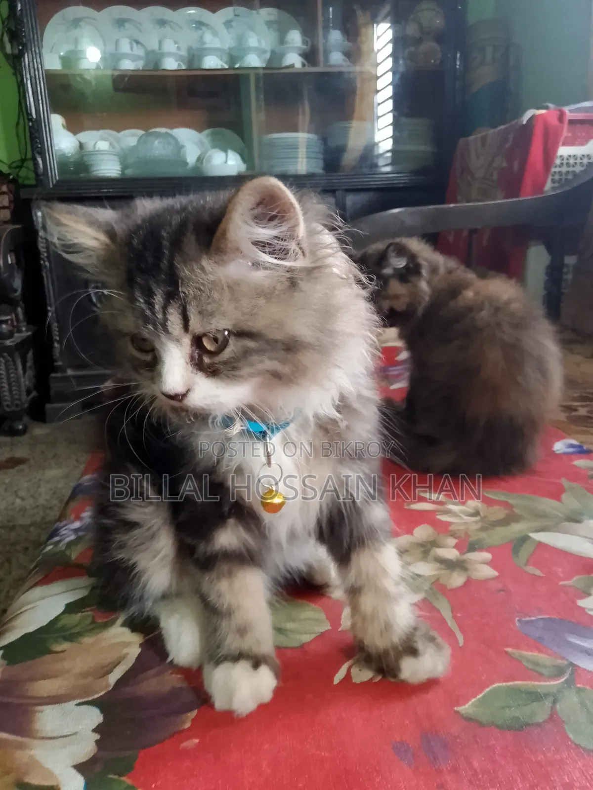 1-3 months Male Purebred Oriental