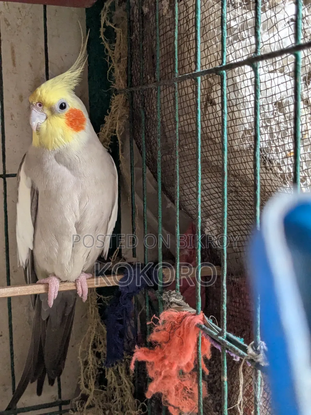মেল কোকাটেল পাখি