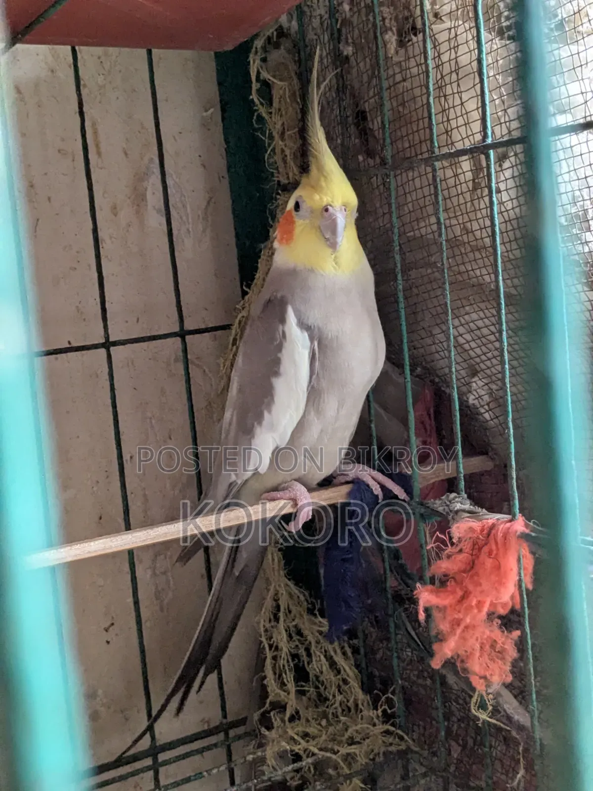 মেল কোকাটেল পাখি