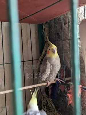 মেল কোকাটেল পাখি