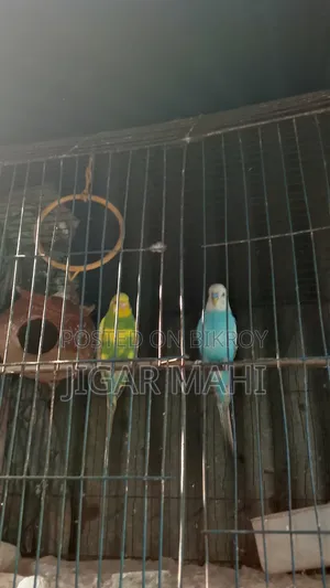 বাজিগার পাখি