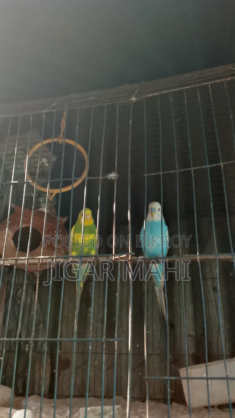 বাজিগার পাখি