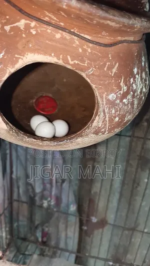 বাজিগার পাখি