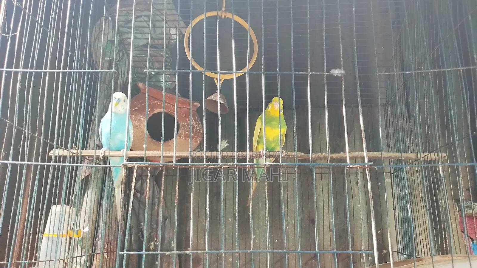 বাজিগার পাখি