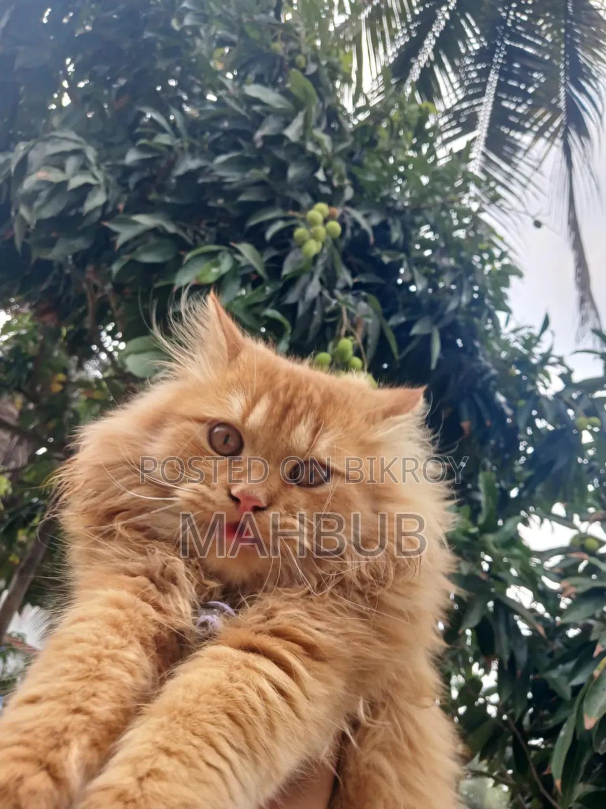 6-12 months Male Purebred Persian