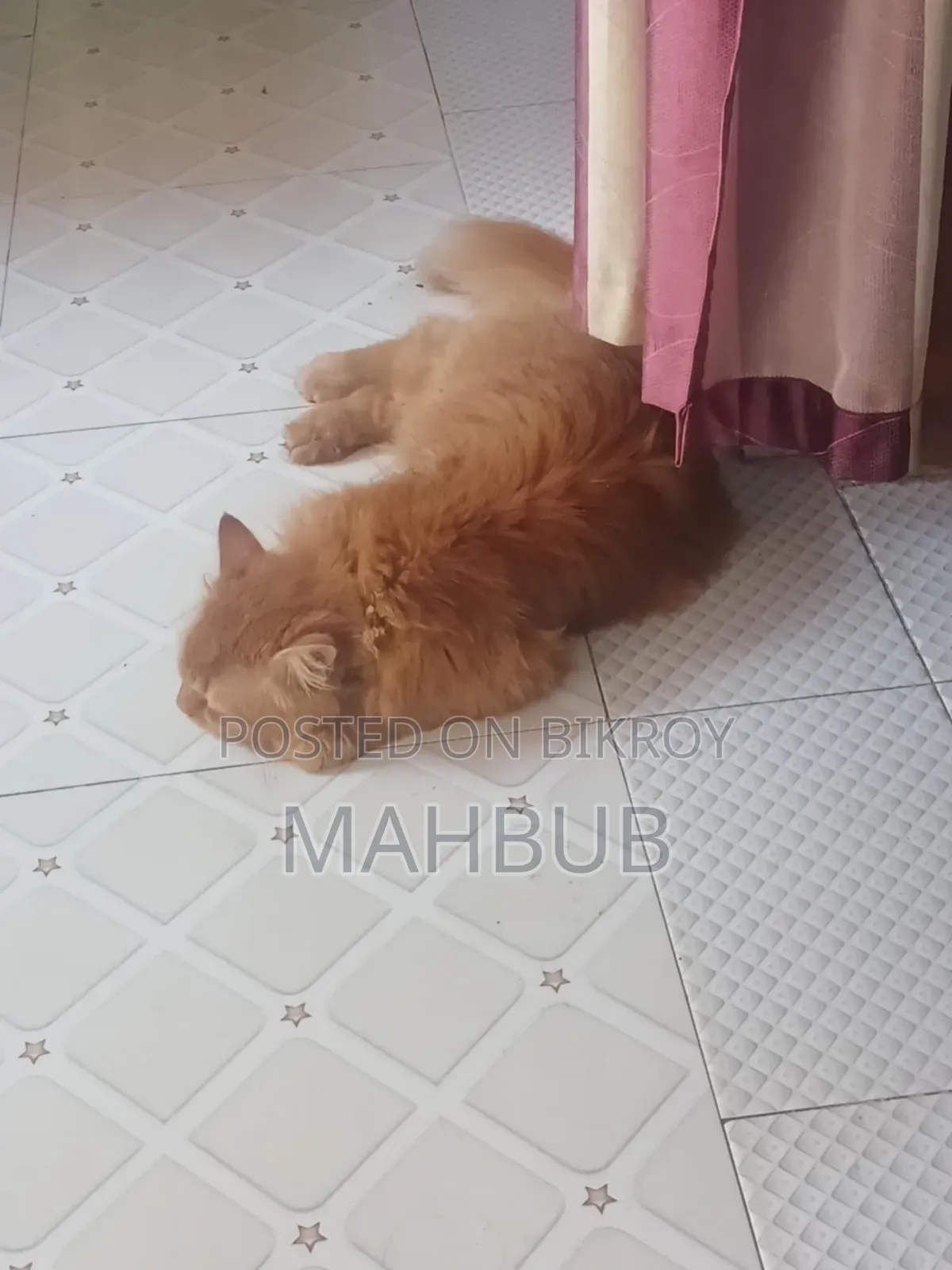 6-12 months Male Purebred Persian