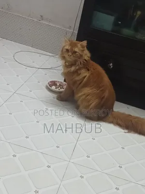 6-12 months Male Purebred Persian