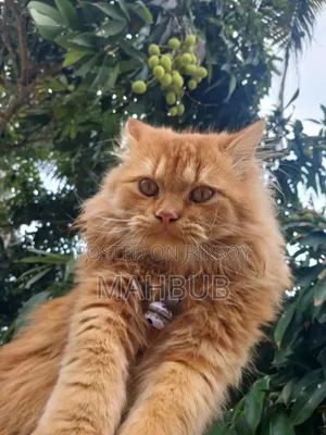 6-12 months Male Purebred Persian