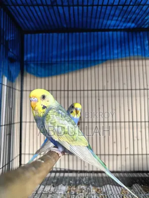Rainbow Adult Male