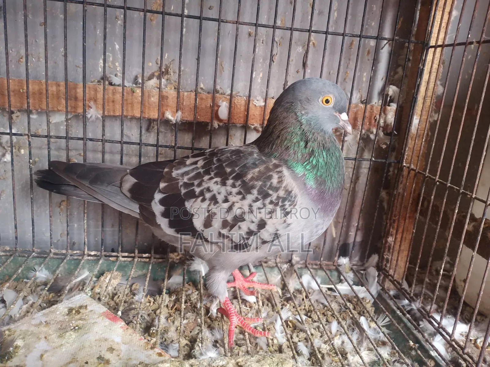 রানিং নর কবুতর