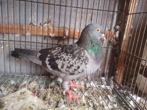 রানিং নর কবুতর