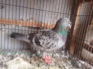রানিং নর কবুতর