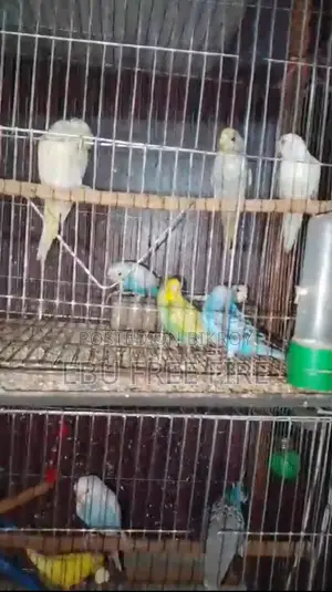 বাজরিগার