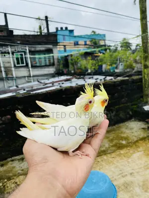 লুটিনো ককাটেল বেবি
