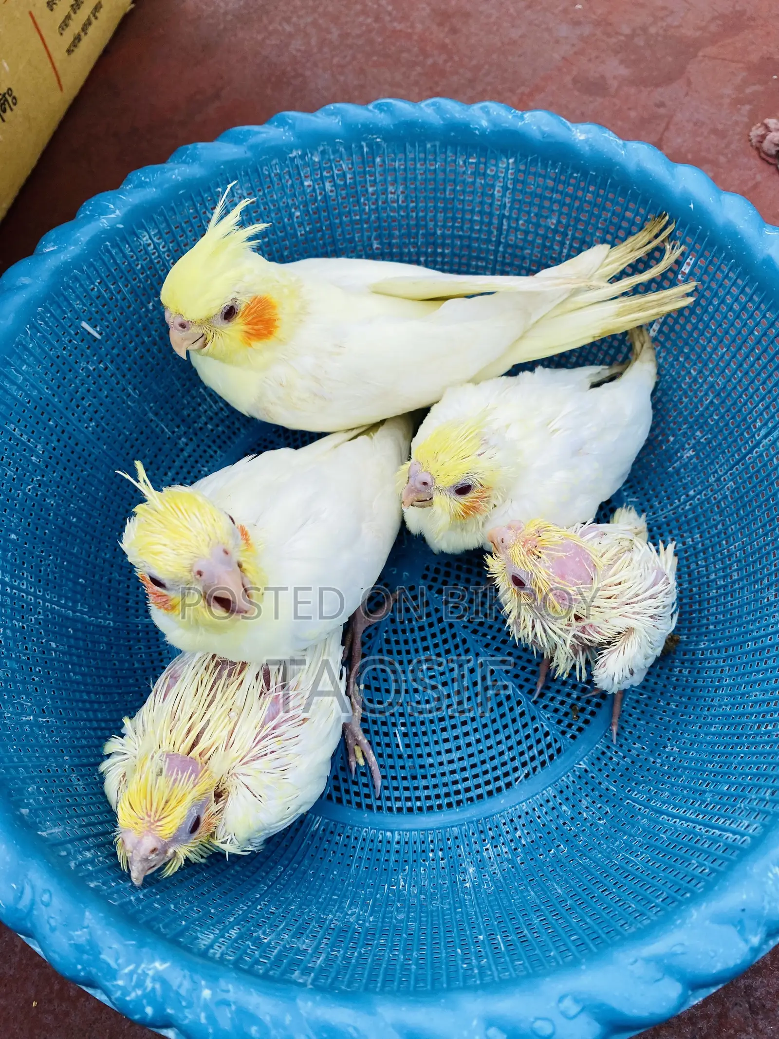 লুটিনো ককাটেল বেবি