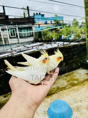 লুটিনো ককাটেল বেবি