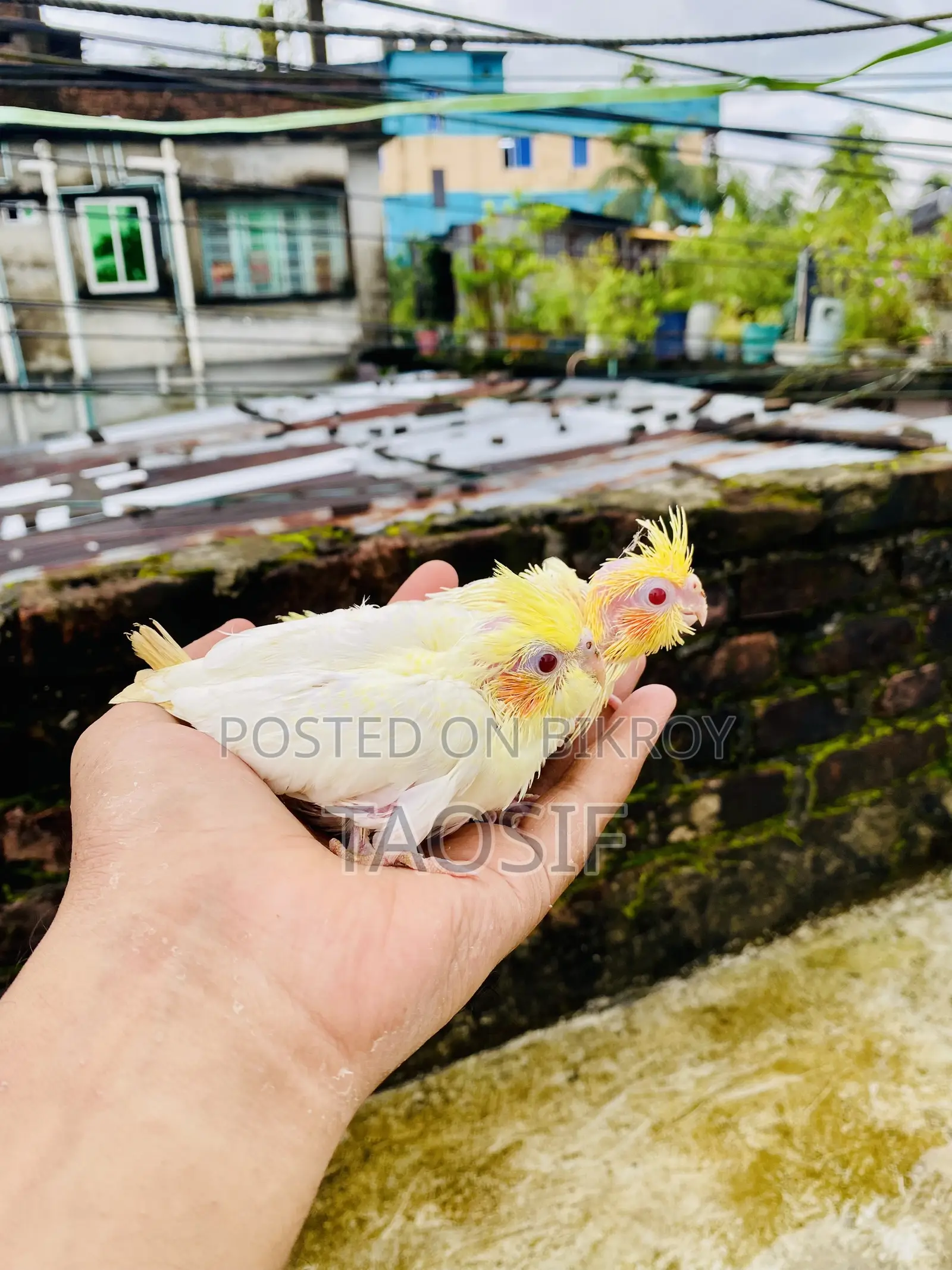 লুটিনো ককাটেল বেবি