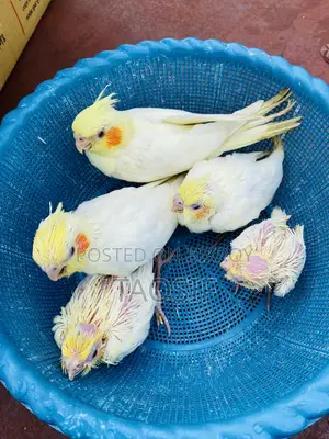 লুটিনো ককাটেল বেবি