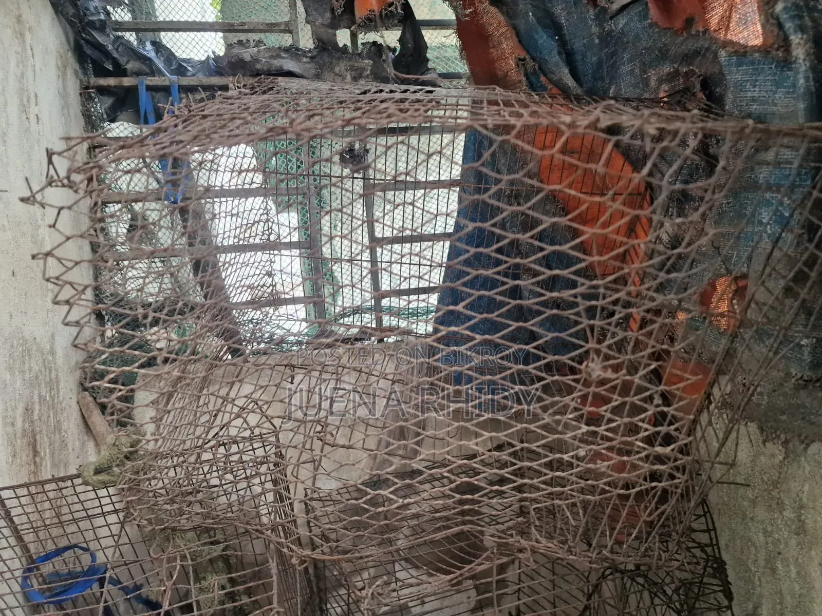 পাখির খাচা