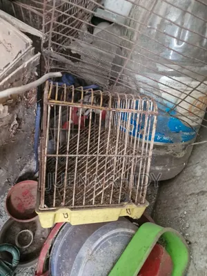 পাখির খাচা