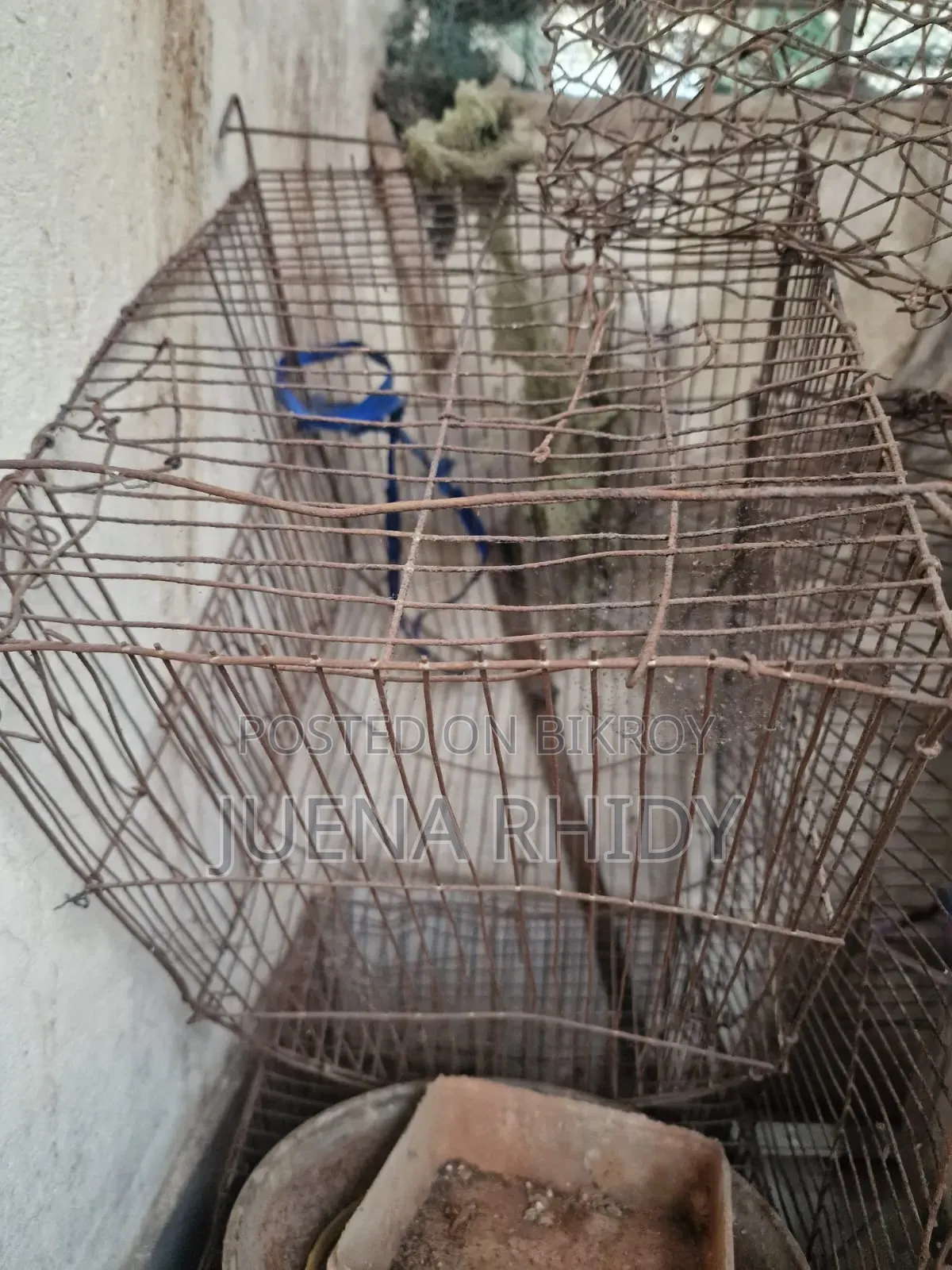 পাখির খাচা