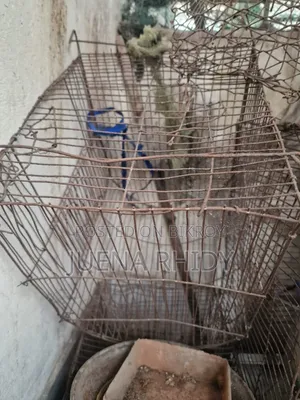 পাখির খাচা