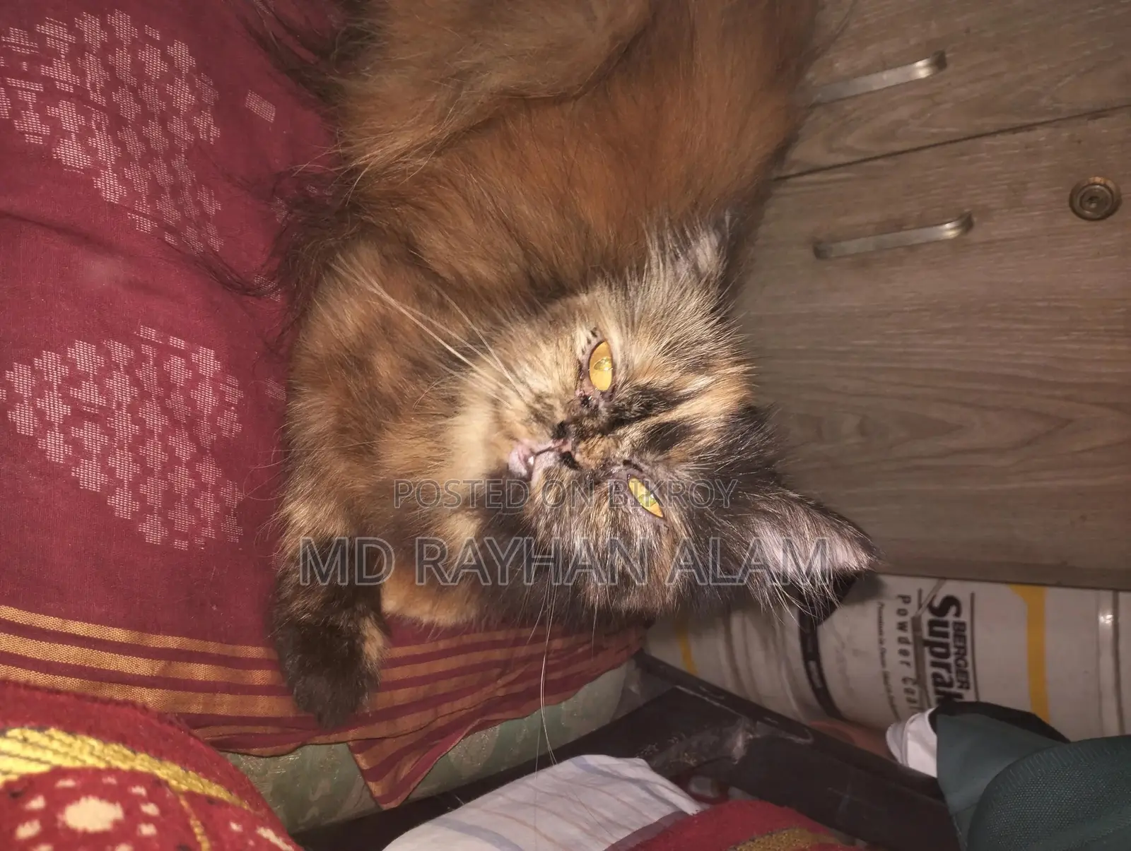 1+ Year Female Purebred Persian Cat