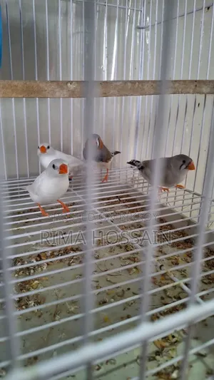 Ek Pair Snow White  Ar Ek Pair Zebra Finch