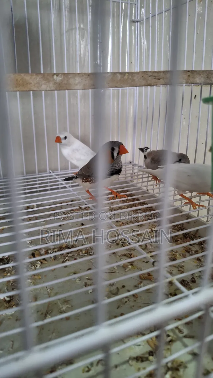 Ek Pair Snow White  Ar Ek Pair Zebra Finch