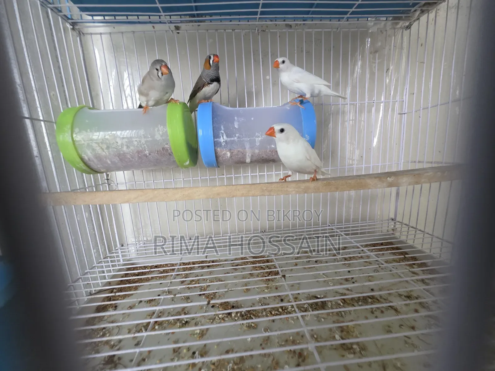 Ek Pair Snow White  Ar Ek Pair Zebra Finch