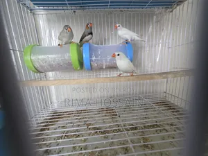 Ek Pair Snow White  Ar Ek Pair Zebra Finch