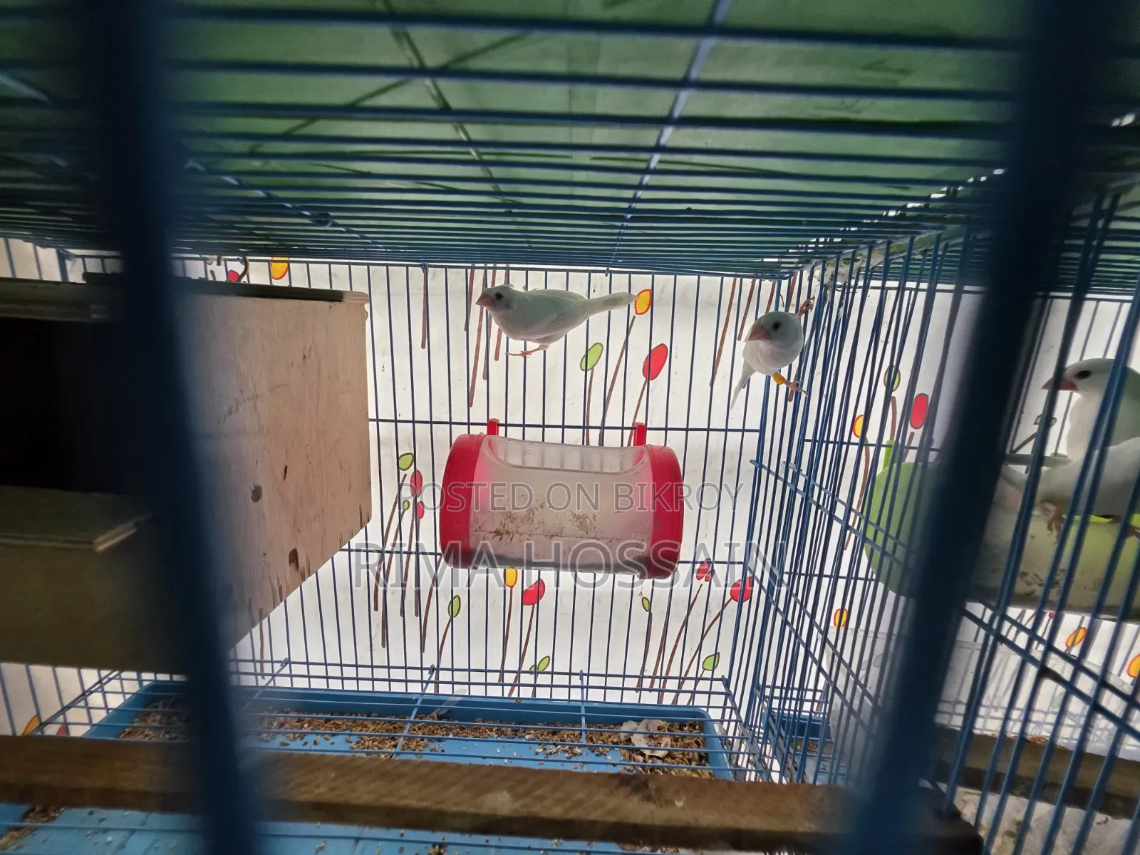 Baccha Soho Bengali Finch
