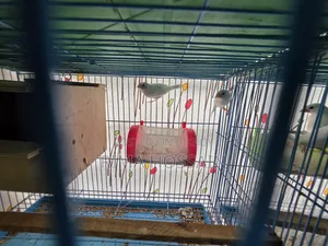 Baccha Soho Bengali Finch