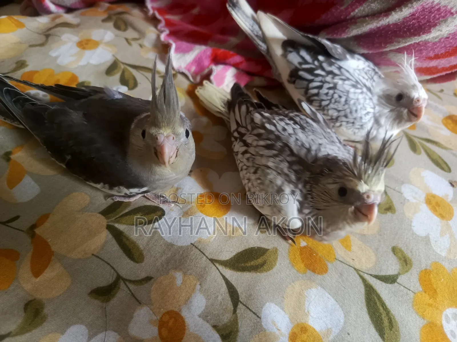Team Size Cocatel Baby (Only 26/29 Days)