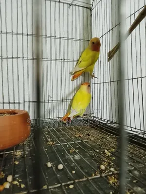 Love Bird Red Head Operline