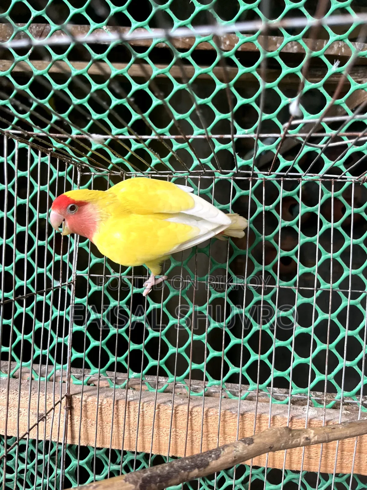 Peaceface Running Love Birds Female for Sell